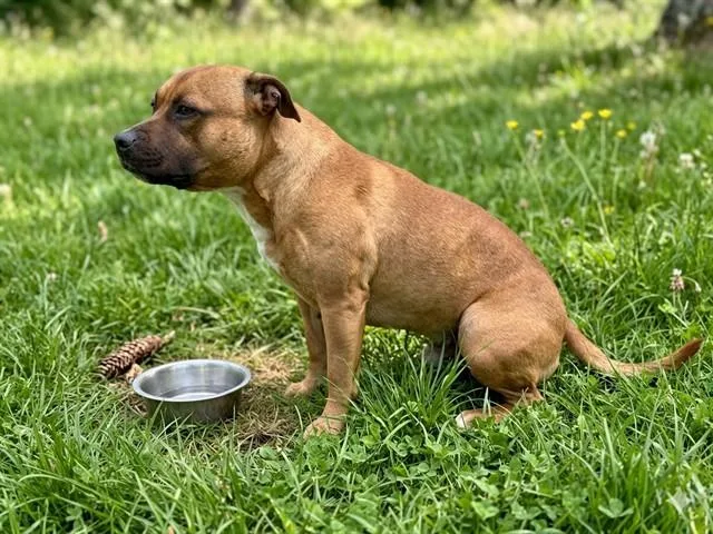 An adult medium-sized male Staffordshire Bull Terrier dog named Zero for adoption in Baldwin Park, CA