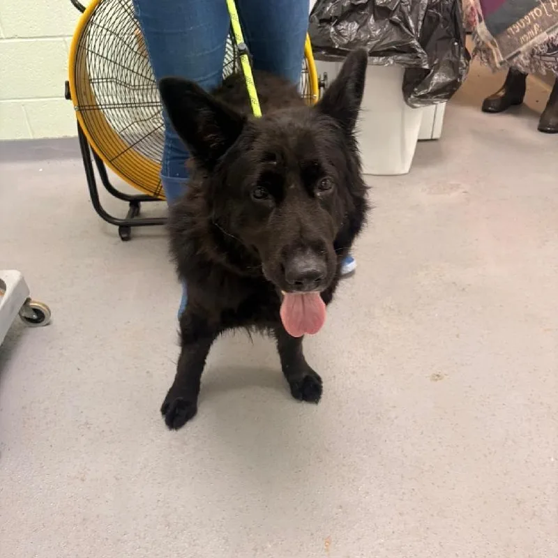 An adult large-sized female Black Shepherd dog named Scarlett for adoption in Medina, OH