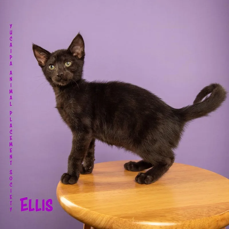 A baby small-sized female Black Domestic Short Hair cat named Ellis The Pitt for adoption in Yucaipa, CA