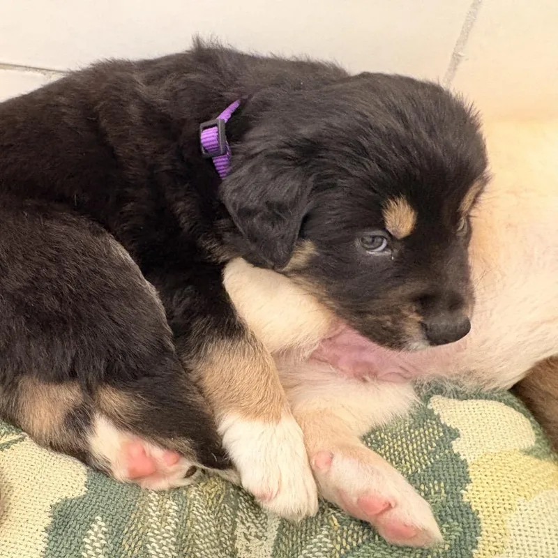 A baby large-sized male Black Mixed Breed dog named Mr. Darcy for adoption in Bellingham, WA