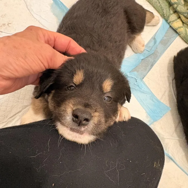 Mr. Darcy thumbnail 3