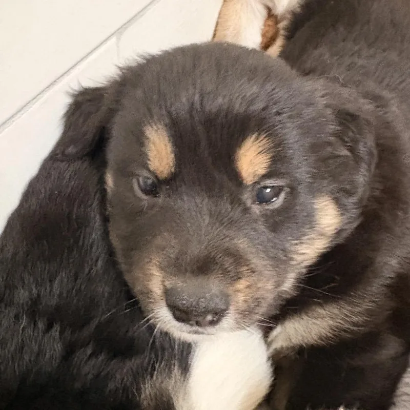 Mr. Darcy thumbnail 4