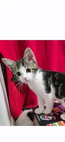 A baby small-sized male Domestic Short Hair cat named Weasley for adoption in Ogden, UT