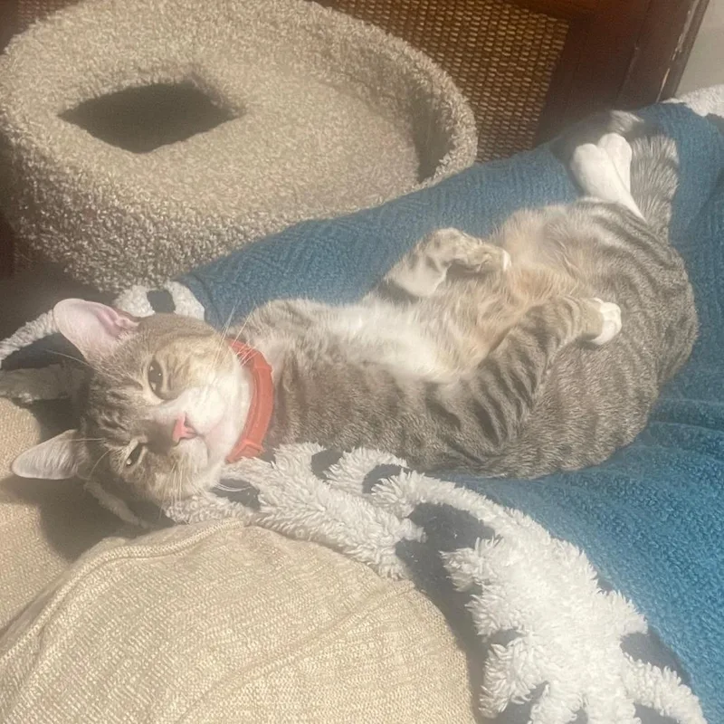 An adult large-sized male Gray / Blue / Silver Domestic Short Hair cat named Herman for adoption in Reno, NV