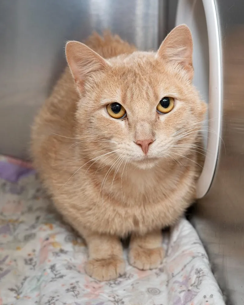 A young small-sized male Domestic Short Hair cat named Tanzie for adoption in Boone, IA