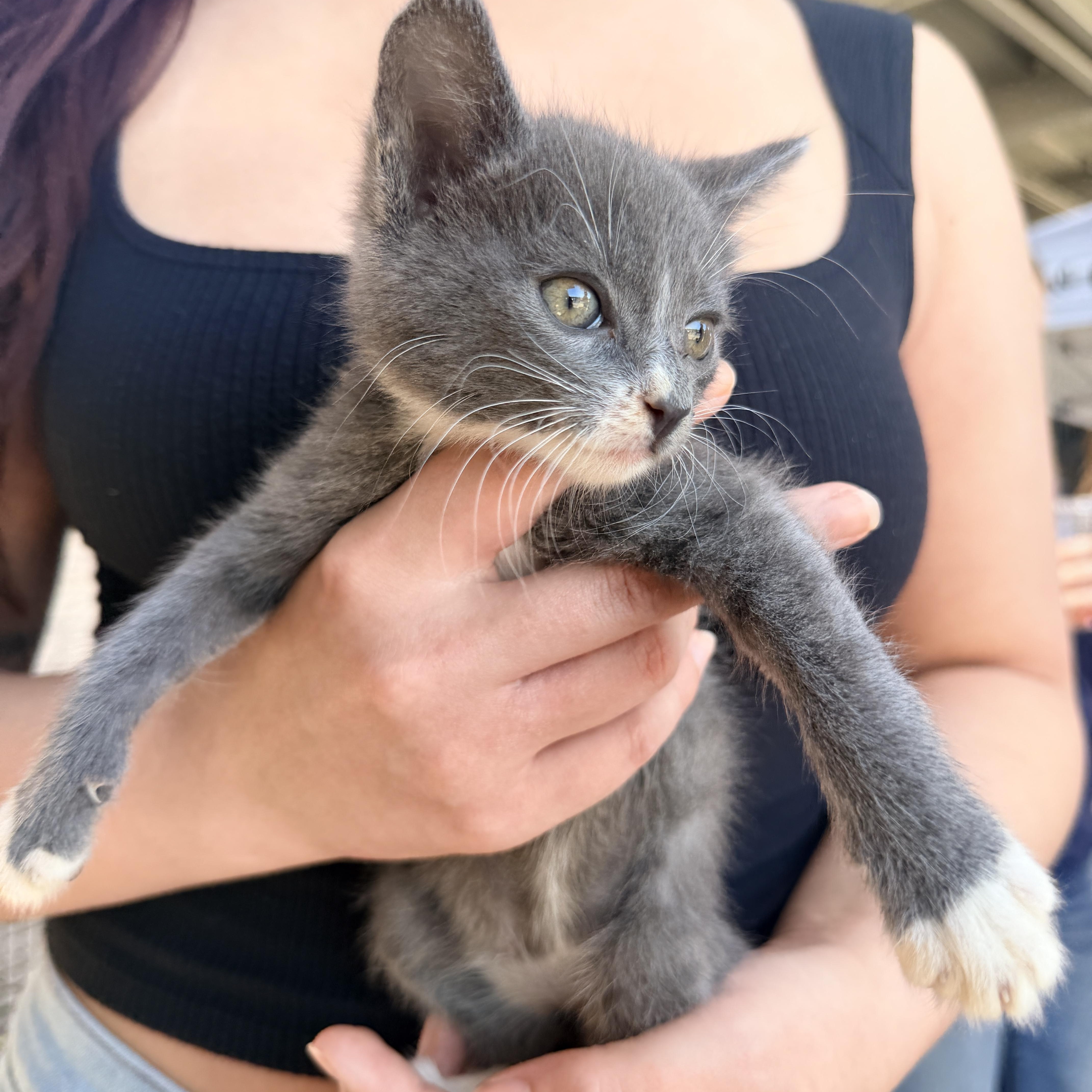 Huckleberry thumbnail 2