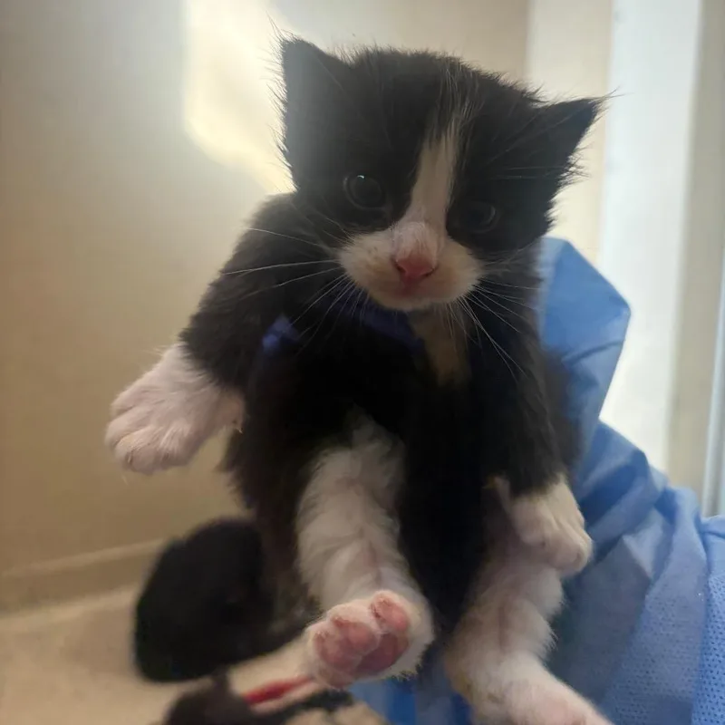 A baby small-sized male Black Domestic Short Hair cat named Superman for adoption in Pekin, IL