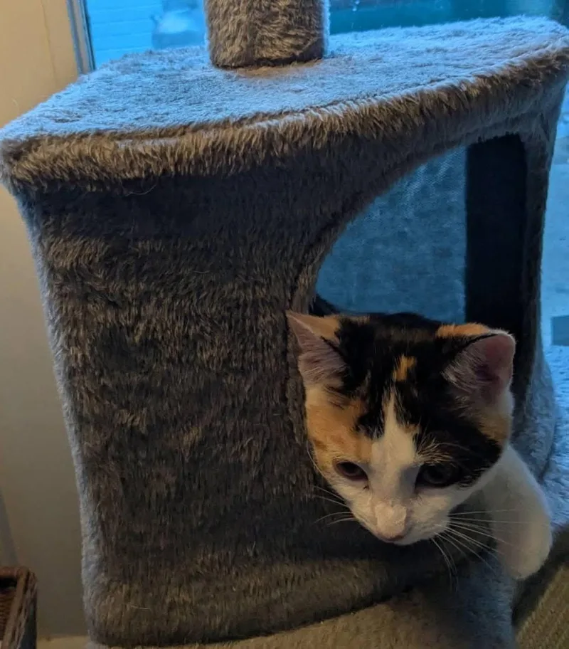 An adult small-sized female Domestic Short Hair cat named Jasmine for adoption in Germantown, OH