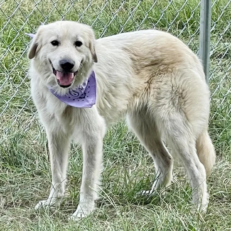 An adult medium-sized female White / Cream Great Pyrenees dog named Kandy JuM for adoption in Austin, TX
