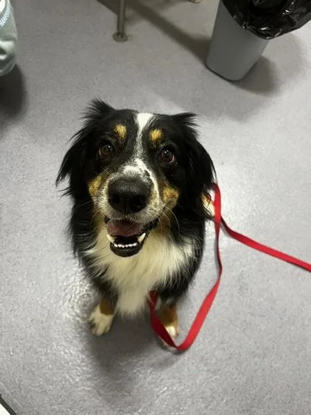 An adult medium-sized female Australian Shepherd dog named Stella for adoption in Stratham, NH