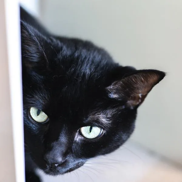 An adult medium-sized male Domestic Short Hair cat named Frank Bonded Buddy for adoption in Des Moines, IA