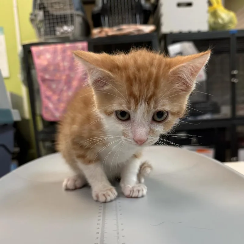A baby small-sized male Orange / Red Domestic Short Hair cat named Jack Straw for adoption in Lynchburg, VA