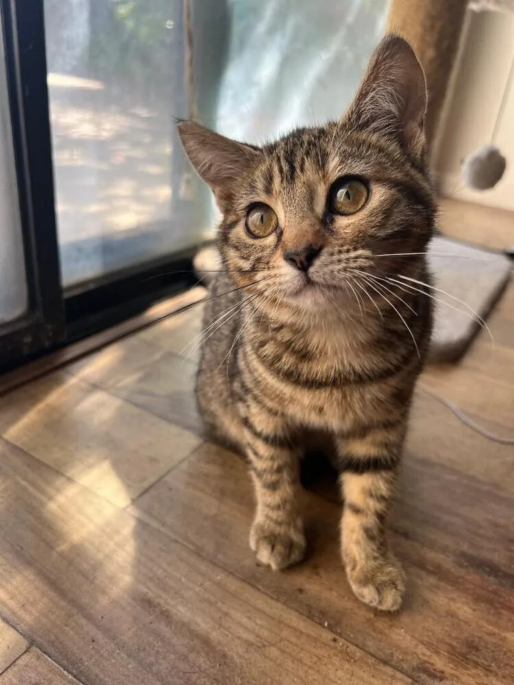 A baby medium-sized female Tabby (Brown / Chocolate) Domestic Short Hair cat named Gigi for adoption in Oceanside, CA