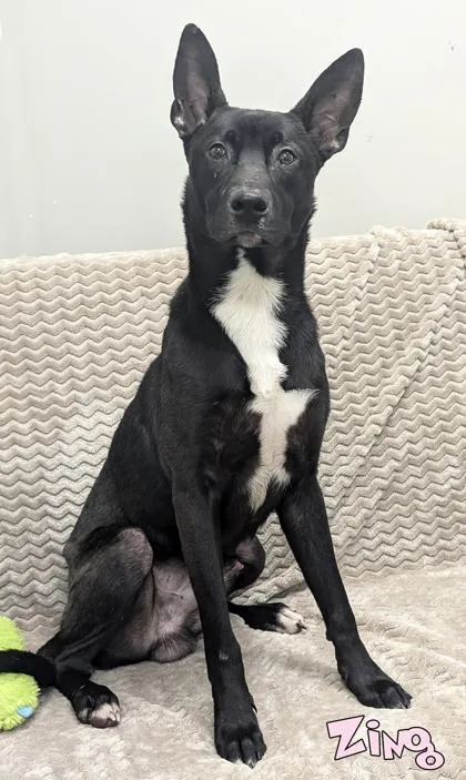 An adult medium-sized male Shepherd dog named Zing for adoption in Mason, MI