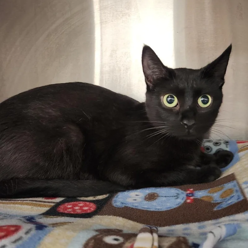 An adult medium-sized female Black Domestic Short Hair cat named Joules for adoption in Fort Wayne, IN