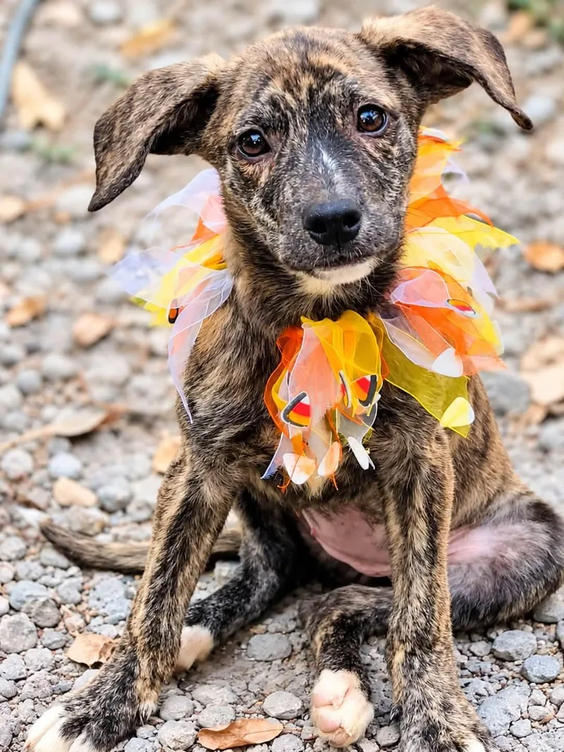 A baby medium-sized female Hound dog named Ruby for adoption in Nahunta, GA