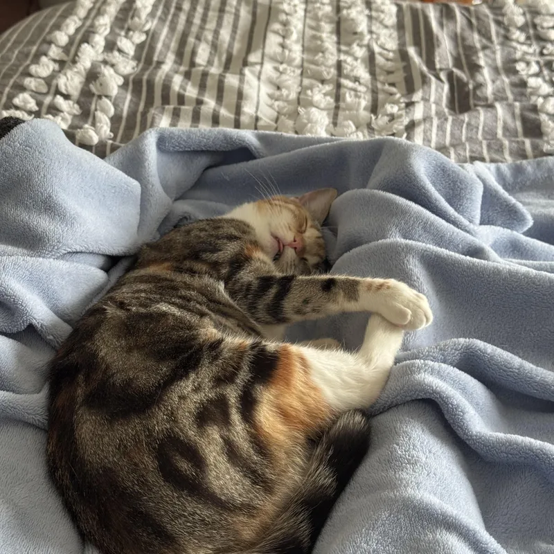 A young medium-sized female Torbie Domestic Short Hair cat named Heidi for adoption in Nashville, TN