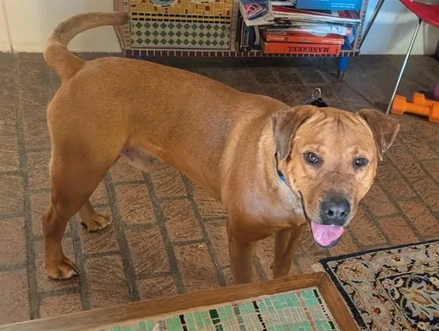 An adult large-sized male Pit Bull Terrier dog named Scooby for adoption in Albuquerque, NM
