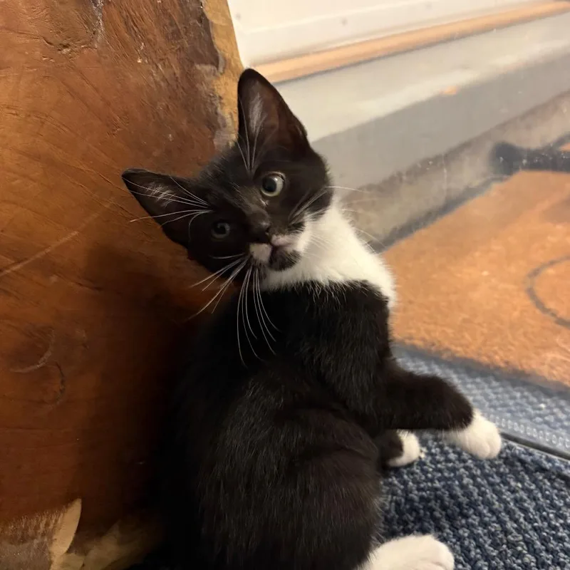 A baby small-sized female Black Domestic Short Hair cat named "Anastasia" for adoption in Perkiomenville, PA