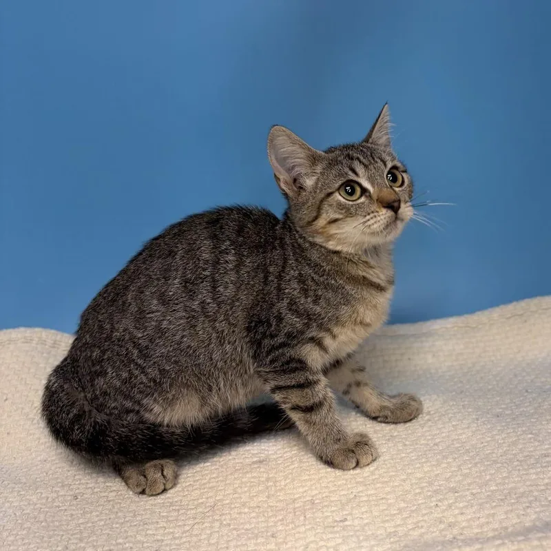 A baby small-sized female Brown / Chocolate Domestic Short Hair cat named Froggie for adoption in San Antonio, TX
