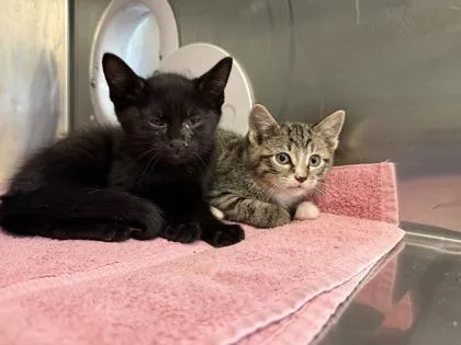 A baby small-sized male Domestic Short Hair cat named Soy Sauce for adoption in Independence, MO