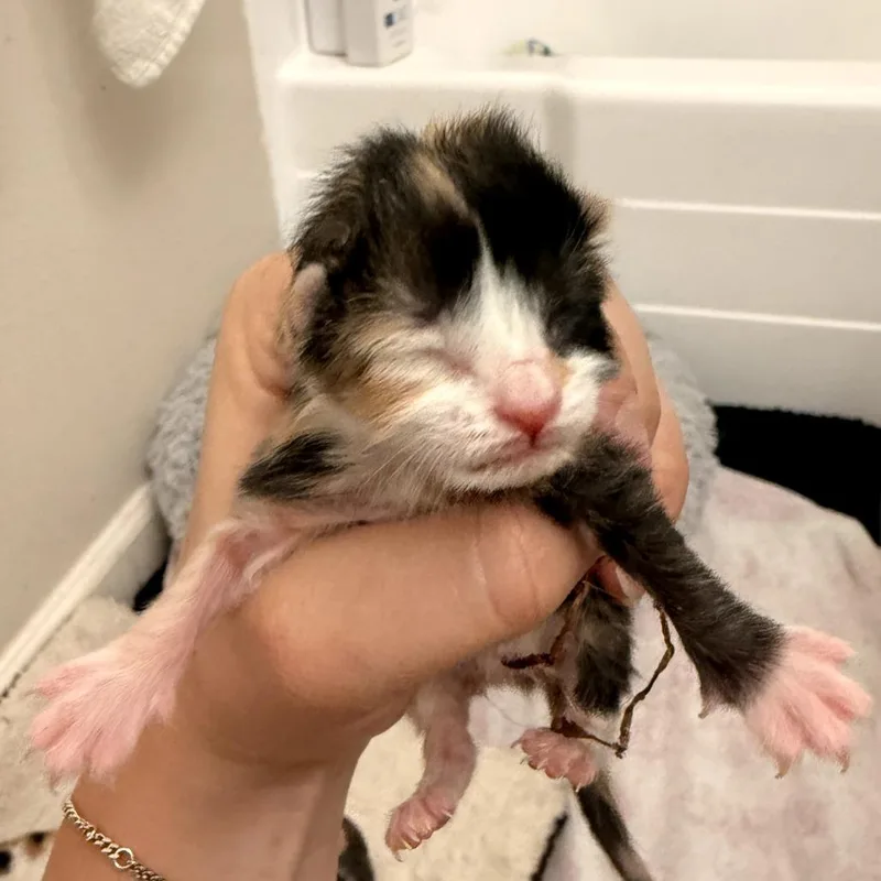 A baby small-sized female Calico Domestic Short Hair cat named Golden for adoption in Long Beach, CA