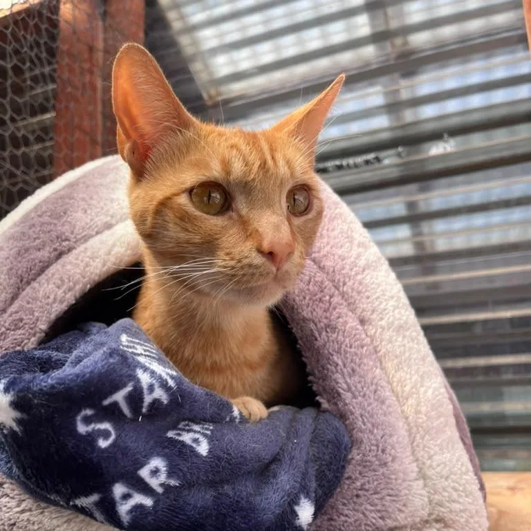 An adult small-sized male Orange / Red Domestic Short Hair cat named Arnie for adoption in San Pablo, CA