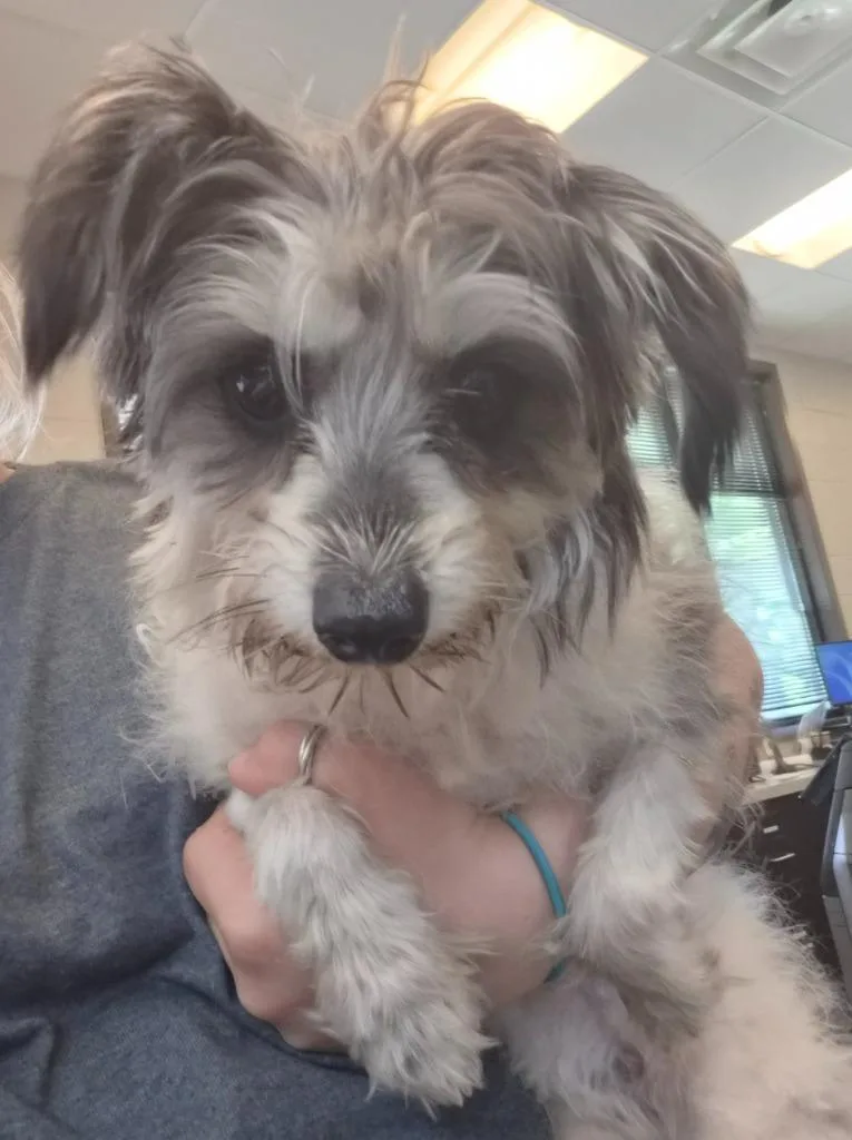 An adult medium-sized female Mixed Breed dog named Gertrude for adoption in Rome, GA