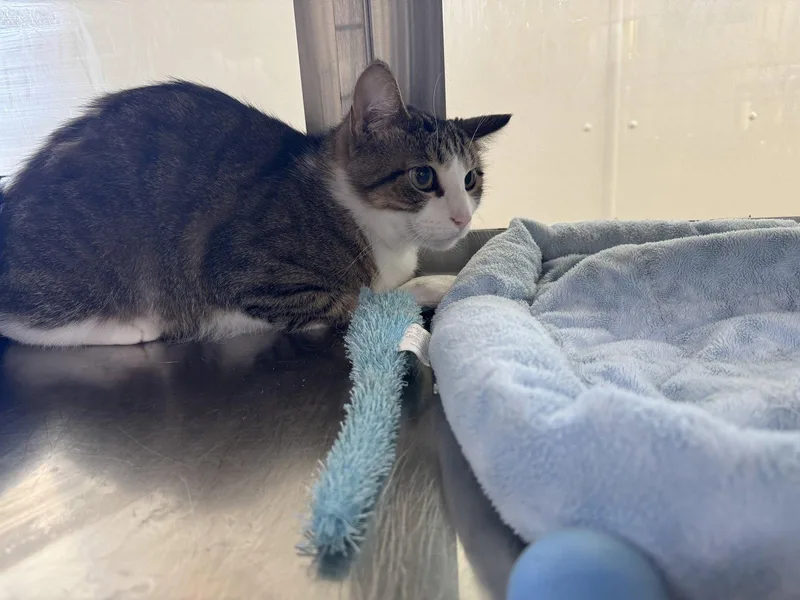 An adult medium-sized male Domestic Short Hair cat named Kip for adoption in Austin, MN