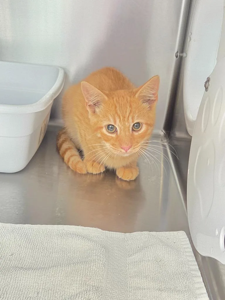 A baby small-sized male Domestic Short Hair cat named Alfie for adoption in Athens, TN