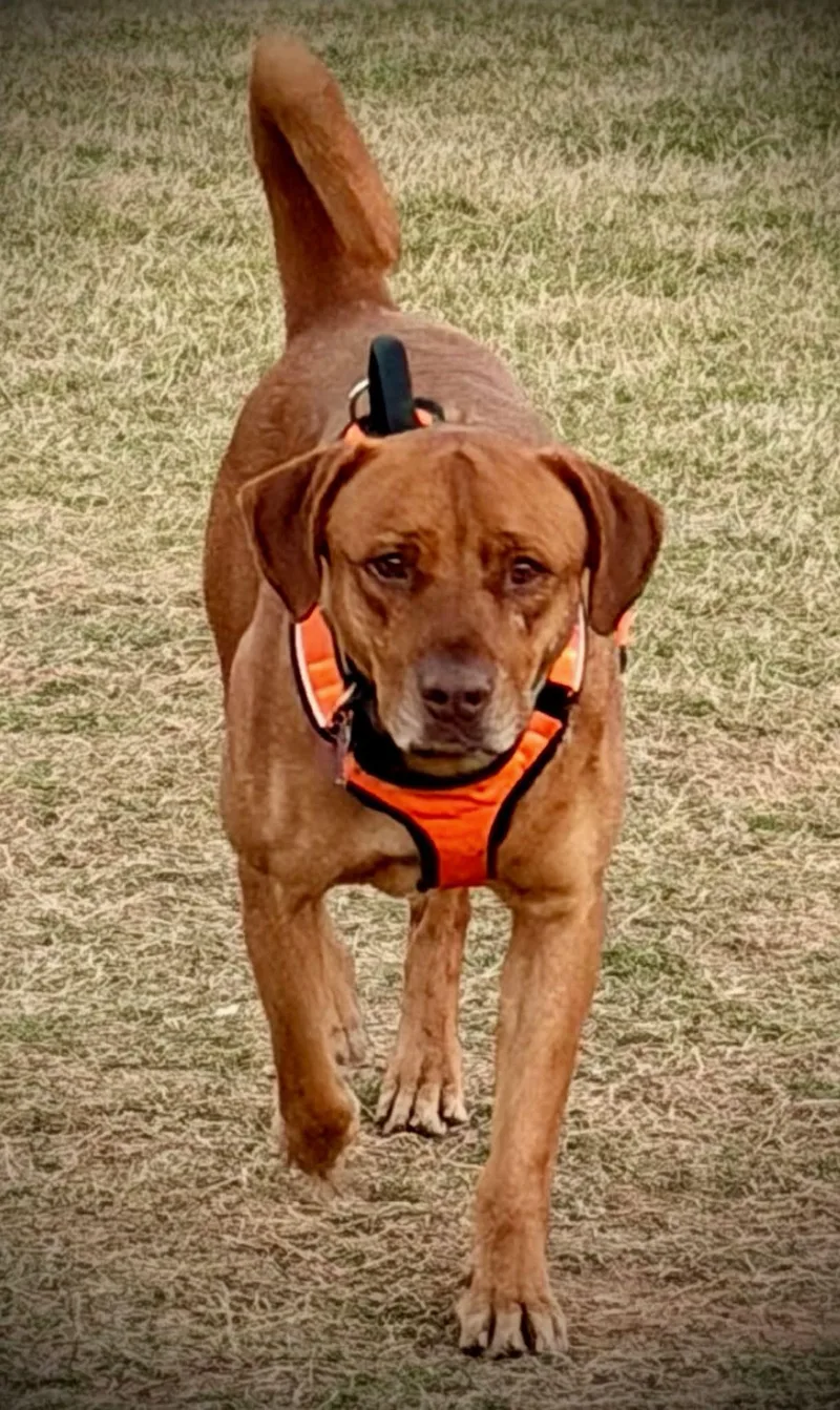 Carwash Buddy thumbnail 2