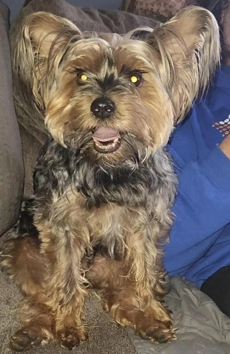 An adult small-sized male Yorkshire Terrier dog named Jax for adoption in Taunton, MA