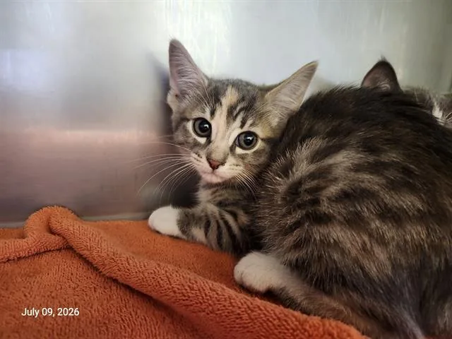 A baby small-sized female Domestic Short Hair cat named Sanka for adoption in Santa Cruz, CA