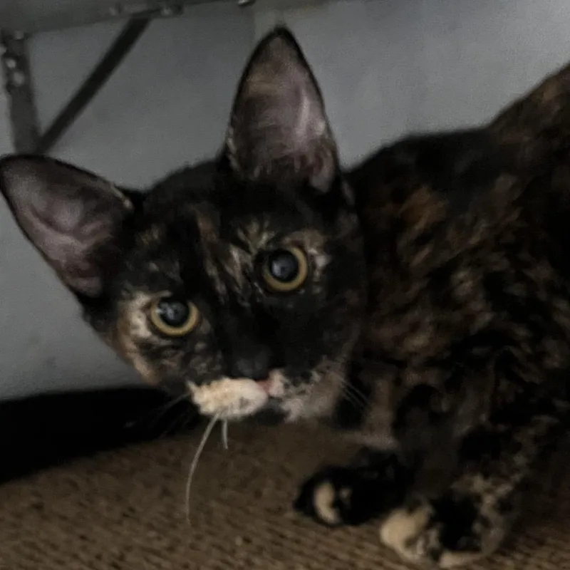 A baby small-sized female Tortoiseshell Domestic Short Hair cat named Whirl for adoption in Sarasota, FL