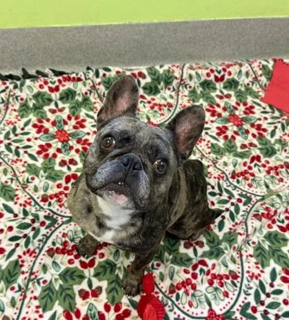 A young medium-sized male French Bulldog dog named Scoots for adoption in Rancho Cucamonga, CA