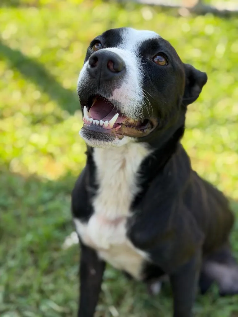 A young medium-sized female Pit Bull Terrier dog named Tennessee for adoption in Blountville, TN