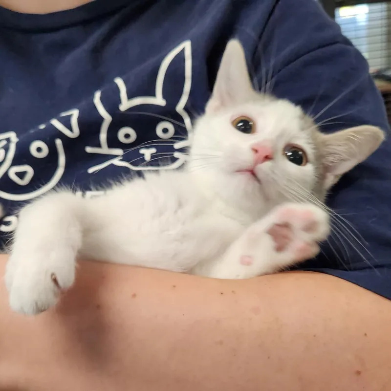 A baby small-sized male Gray / Blue / Silver Domestic Medium Hair cat named Elephant Goes Toot for adoption in Grand Rapids, MI