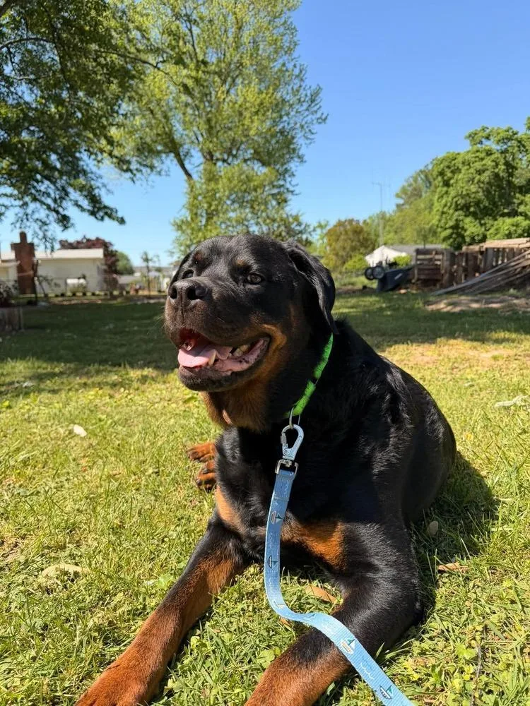 An adult large-sized male Brown / Chocolate Rottweiler dog named Ragnar for adoption in Milton, DE