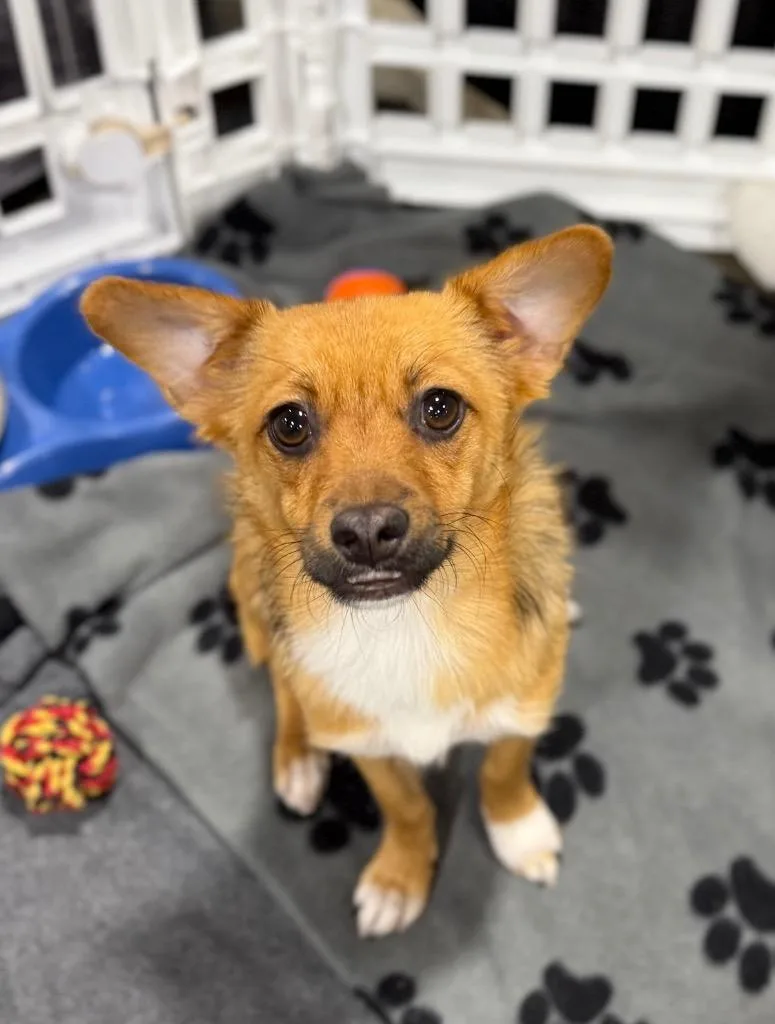 A baby medium-sized female Chihuahua dog named Voulez for adoption in Fort Lupton, CO