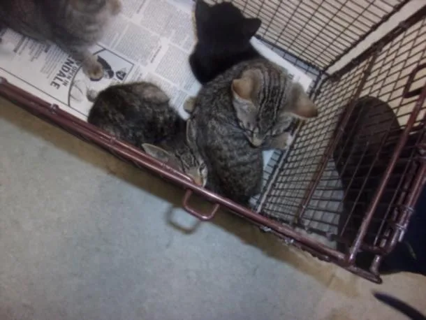 A baby small-sized female Domestic Short Hair cat named Diamond for adoption in Van Nuys, CA