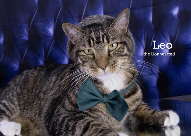 An adult large-sized male Tabby (Gray / Blue / Silver) Tabby cat named Leo the Lionhearted for adoption in York, NE