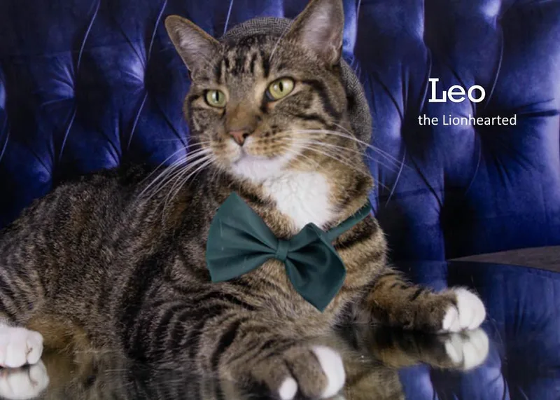 Leo the Lionhearted thumbnail 2