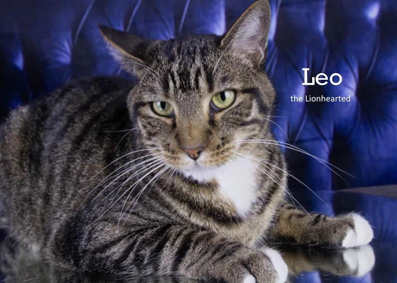 Leo the Lionhearted thumbnail 3