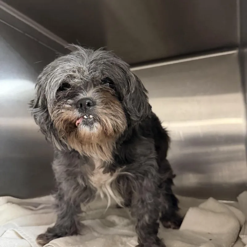 Mrs. Puff thumbnail 2