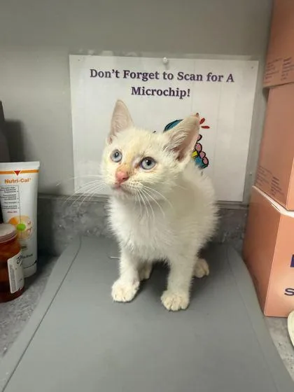 A baby small-sized male Domestic Short Hair cat named Route for adoption in Sevierville, TN