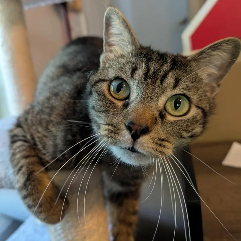 An adult large-sized male Brown / Chocolate Domestic Short Hair cat named Rufus for adoption in Durham, NC