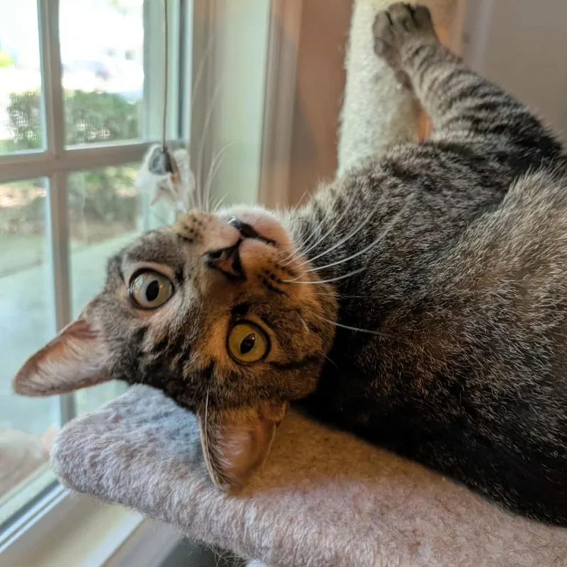 Rufus thumbnail 2