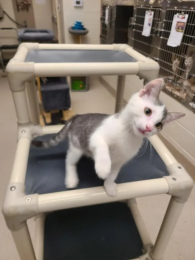 A baby medium-sized male Domestic Short Hair cat named Stuntman Mike for adoption in Madison, GA