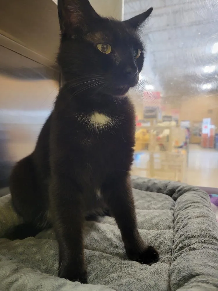 An adult small-sized female Black & White / Tuxedo Domestic Short Hair cat named Hope for adoption in Lorain, OH