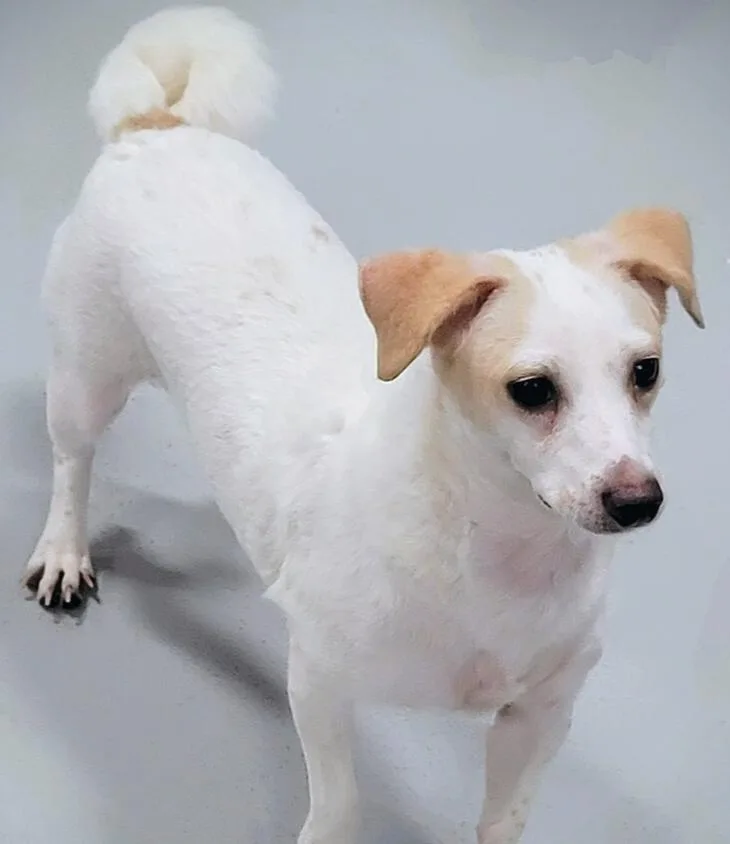 Wishbone thumbnail 2